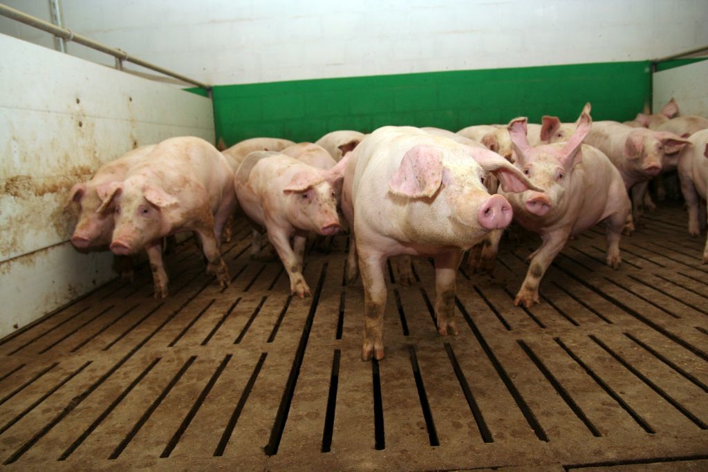 Hoduj z Głową tweet media