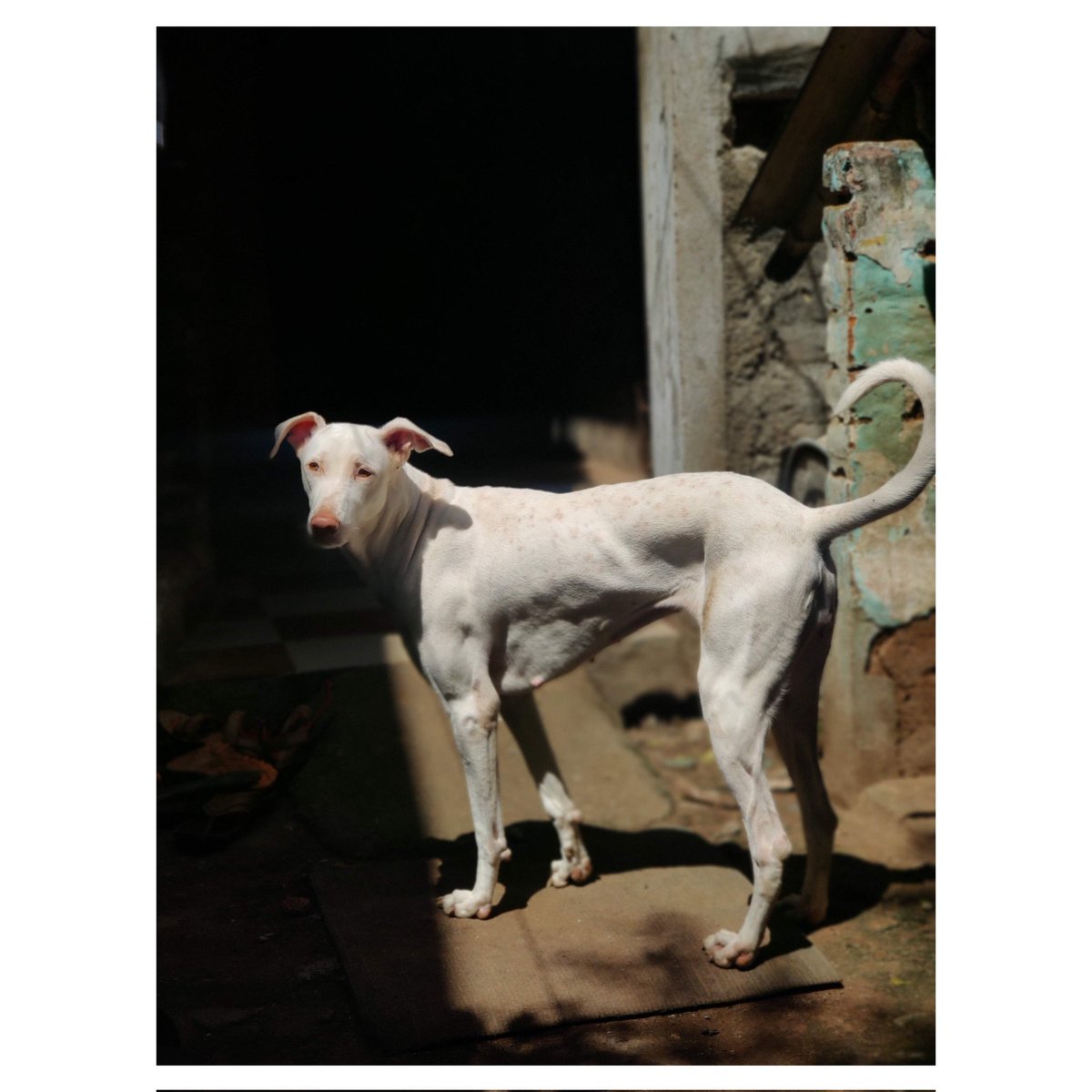 harish100899's tweet photo. @MissingDogHelp Dear team 
My Rajapalayam breed female dog is missing on jun 15th 2022 kindly please share the post on your profile to help me. If any body seen kindly please let me call 8148303694/9789806547 
Location : Potheri, kattankulathur tamilnadu pincode 603203 https://t.co/Q5GxsBMDgi