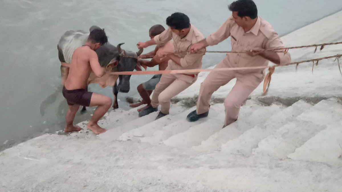 EtahUp112's tweet photo. दिनांकः-16/06/2022 को थाना पिलुआ के अन्तर्गत संचालित दो पहिया पीआरवी-3743 द्वारा एक गाय को कडी मेहनत के पश्चात नहर से सकुशल निकाला गया https://t.co/veN33AHFUP