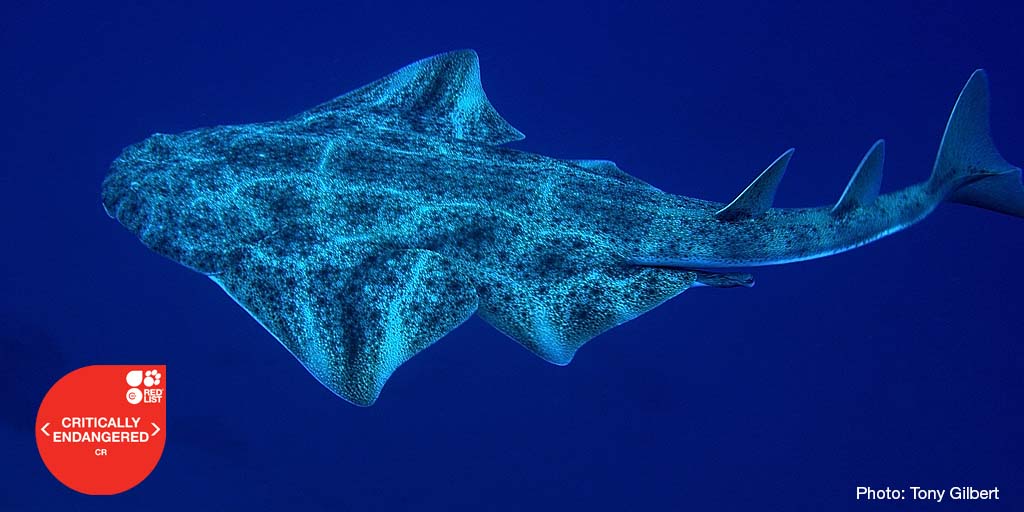 IUCNRedList's tweet photo. 37% of the world’s sharks and rays are threatened with #extinction, primarily due to overfishing.

Learn more from the @IUCNRedList https://t.co/Ivs0LfUzH6 https://t.co/jVcBUrCMQc