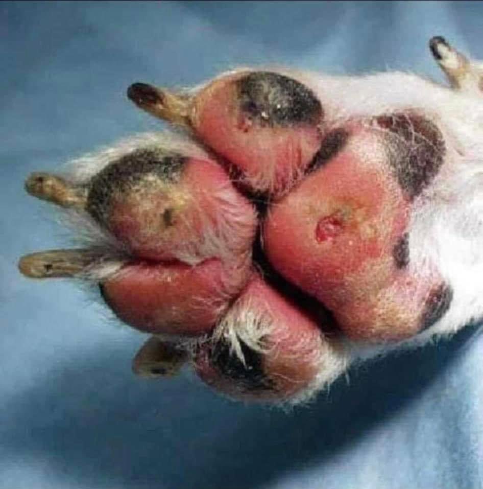 Dear Paw-ent,
If you choose to go out in the 33 degrees heat to tan that’s absolutely great, but I won’t tan, I’ll burn to possible death. Be my responsible human &amp; keep me indoors so my body &amp; paws are protected. 
If you choose to be irresponsible &amp; take me,you don’t deserve me!