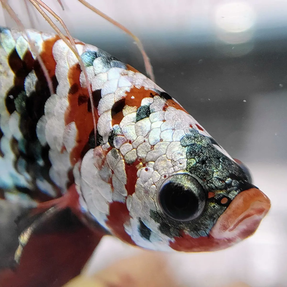 WhiteCocama's tweet photo. HMPK RED COPPER GALAXY

皆様、良い週末をお過ごし下さい😊

#アクアリウム
#ベタ
#よこはま金魚 https://t.co/Fa9hpTj5B1