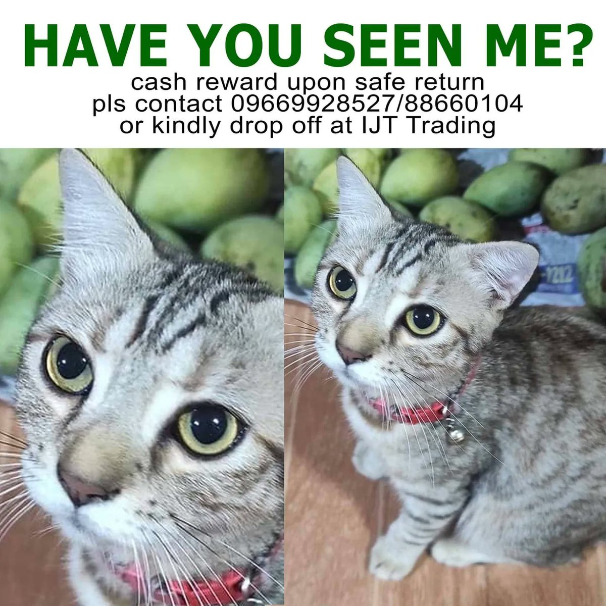 RoseCause130's tweet photo. Please help me find my cat 😢
Location: IJT Trading, Cainta, Rizal
Last Seen: June 9,2022 7pm
Description: 8 month old kitty with front facing ear, slight bengal marks, and red collar.
#missingkitty #missingcat #missingkittycainta #missingcatcainta #lostandfound #lostkitty https://t.co/hKXMZP6TS9