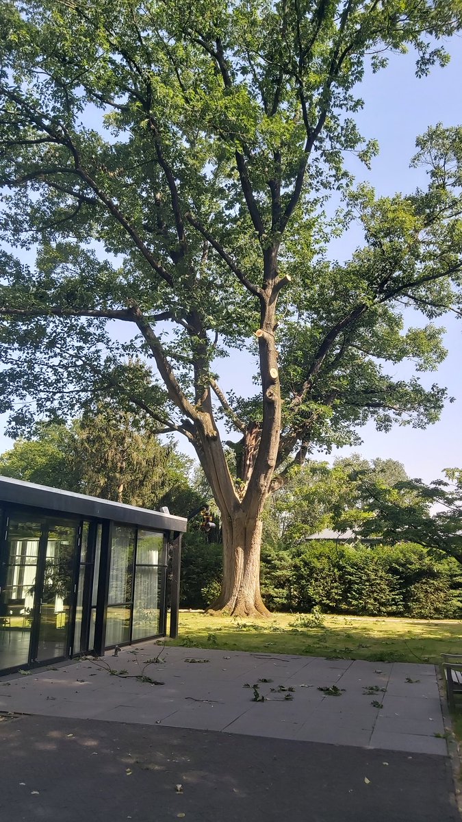 Ook aan t leven van deze monumentale eik bij t Herinneringshuys t HogeHeem op de begraafplaats Leeuwerenk in Wageningen komt vandaag een einde als ik morgen mijn zoon Rogier hier ter ruste leg. n Boom van n kerel als t  "over leven" en "zin geven" gaat.
