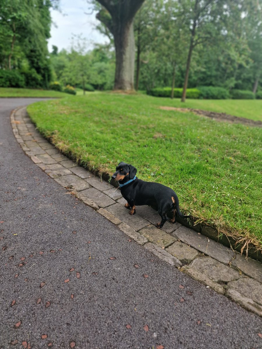 MayLm854's tweet photo. Dobby and I starting the day with a #reflective walk and feeling humbled and grateful for the opportunities afforded by the @_SWDTP #summerschool this week! Thank you to everyone involved, organisers and attendees for making it such a special occasion! https://t.co/Jn3iNkftrY