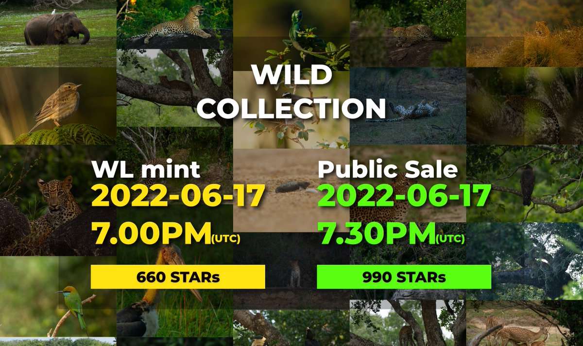 0x_wild's tweet photo. We're launching today. My 1st collection and 1st Wildlife collection on @StargazeZone 🥳🥳
Are you ready to mint from #wild_collection today??
20 mints total.
5x WL @ 660 $STARS 7pm UTC
Public mint @ 990 $STARS 7.30pm UTC
#wild #wild_collection #wild_tools #wild_ai https://t.co/3MQOlC79xG