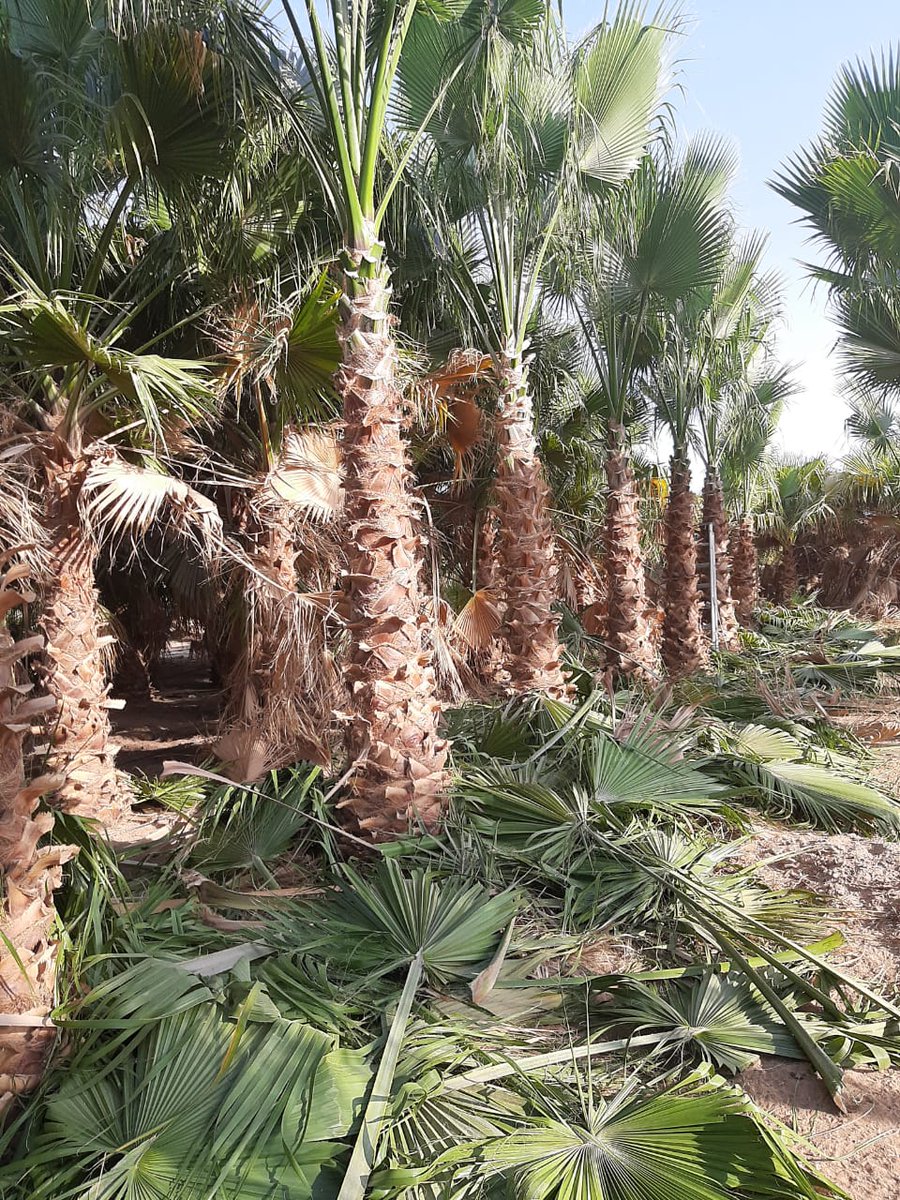 يوجد لدينا نخل واشنطني جميع المقاسات
التواصل علا ارقم 0500324683