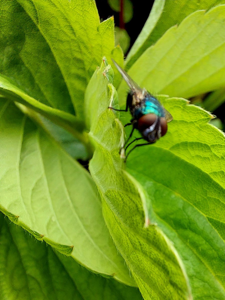 #InsectThursday 
#macrophotography 
#closeup 
#ThePhotoHour 
#thephotooftheday 
#photo 
#NaturePhotographyDay