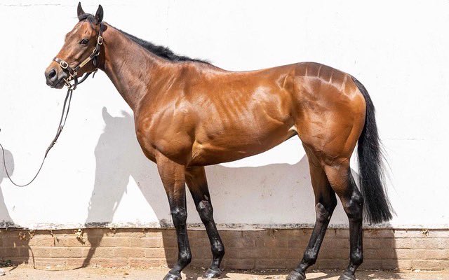 ahaynesracing's tweet photo. Best of luck to our royal @Ascot runners today!
Lady Bullet runs in the Albany Stakes for the Three Bullets β¨
Josies Kid runs in the Ascot Palace Of Holyroodhouse Stakes for The Bruizer Boys β¨
Best of luck to @ONaillers2010 who takes both the rides!
#AHaynesRacing #Colourpin https://t.co/3JIpDAP8G8