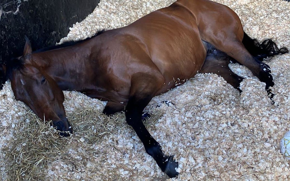 ahaynesracing's tweet photo. Best of luck to our royal @Ascot runners today!
Lady Bullet runs in the Albany Stakes for the Three Bullets β¨
Josies Kid runs in the Ascot Palace Of Holyroodhouse Stakes for The Bruizer Boys β¨
Best of luck to @ONaillers2010 who takes both the rides!
#AHaynesRacing #Colourpin https://t.co/3JIpDAP8G8