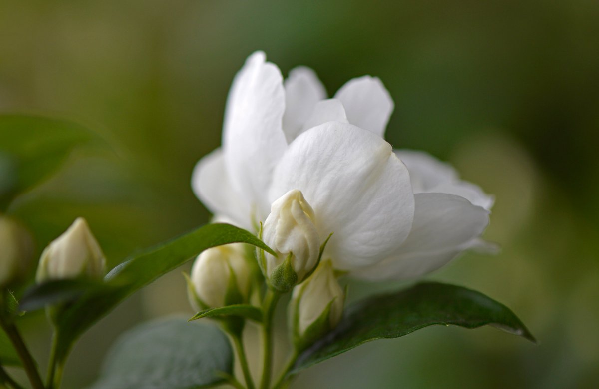 Jos_photos1's tweet photo. The Mock Orange is the star of the show this week in my garden #FlowersOnFriday #flowerphotography @MacroHour #ThePhotoHour https://t.co/W2hhznmsgE