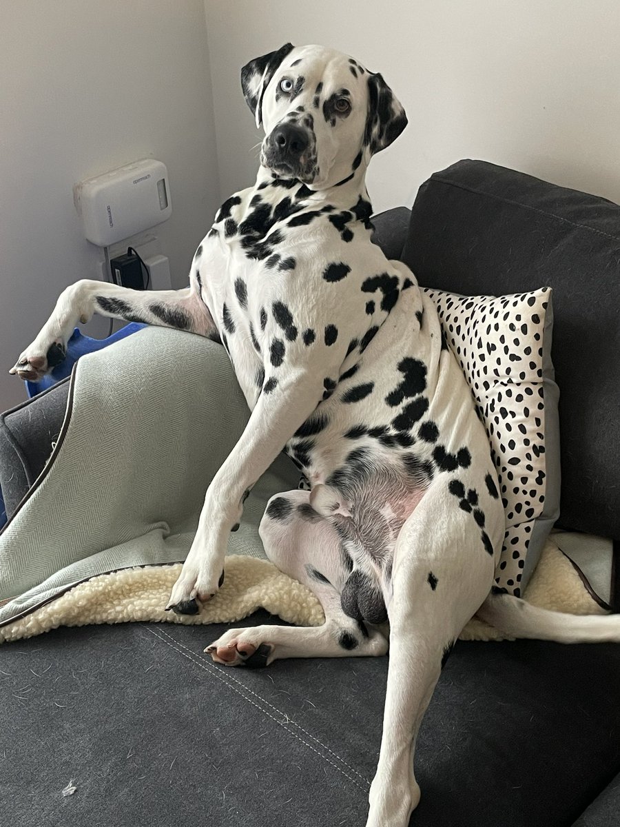 Loki The Dalmatian tweet media