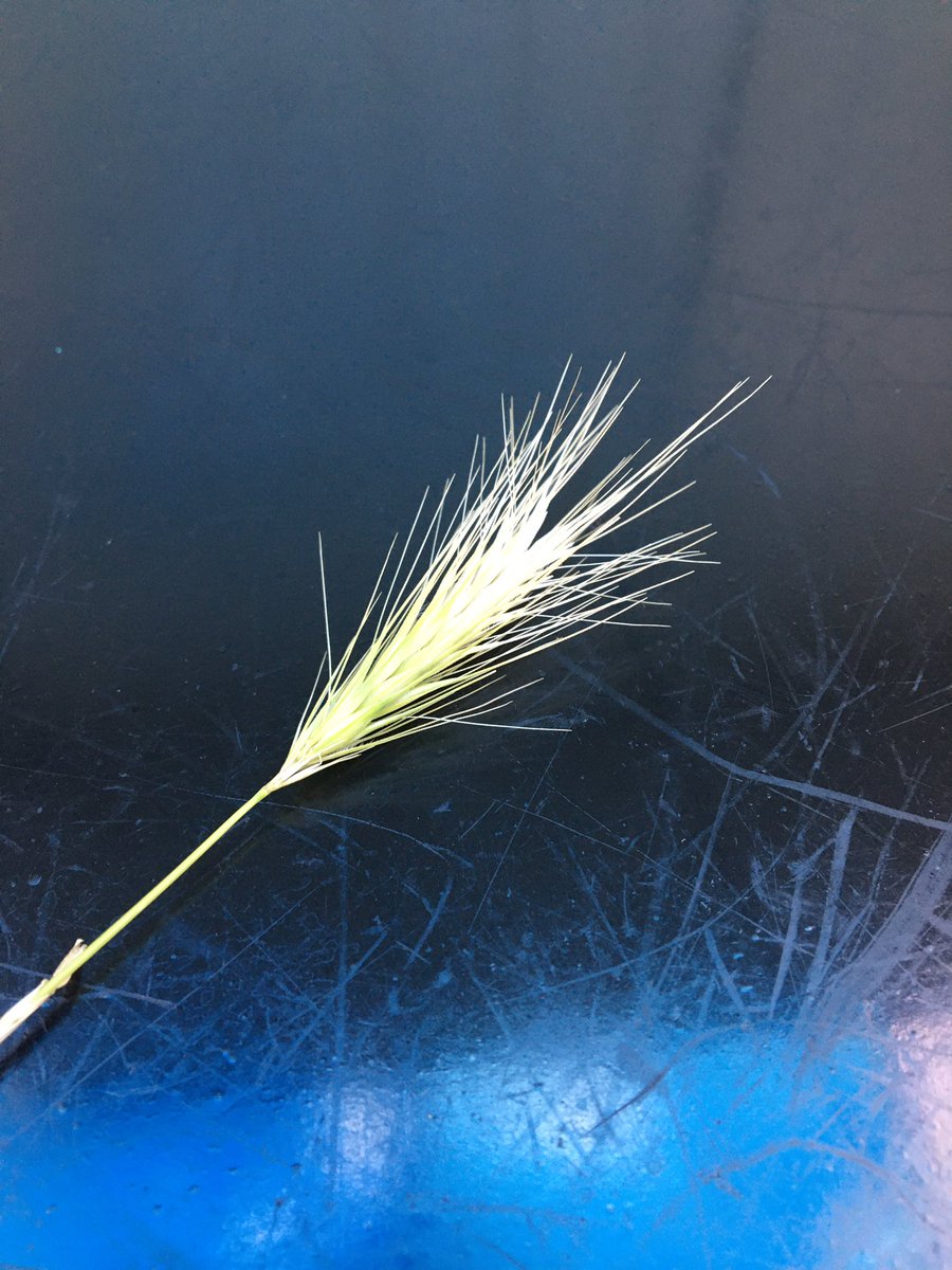 MagnoliaVets's tweet photo. Grass seed season is starting. 

Please check your pets feet, coats and ears after walks especially if they have been through long grass. 

Seeds can cause painful foreign body reactions or get stuck down ears. https://t.co/ogv7ciYtUk