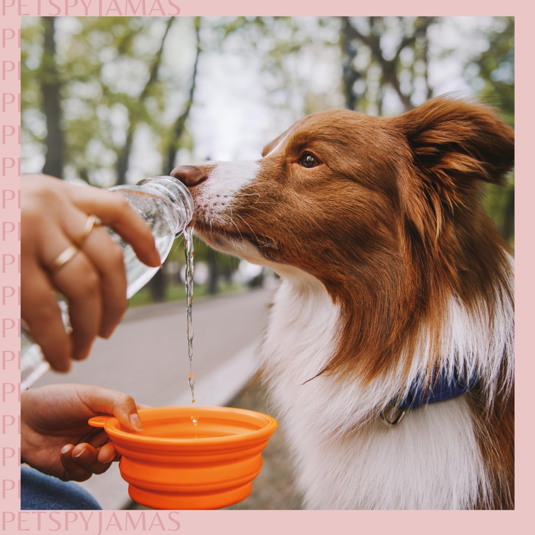 ☀️ It's hot, hot, HOT today! ☀️ Know how to keep your furry friend cool by checking out our top tips and tricks here: bit.ly/PPJ-Keep-Your-…