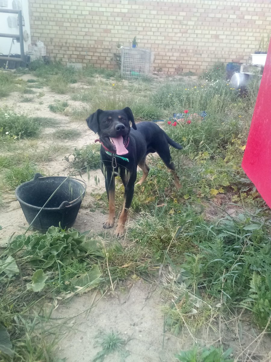 silvia mensegar tweet media