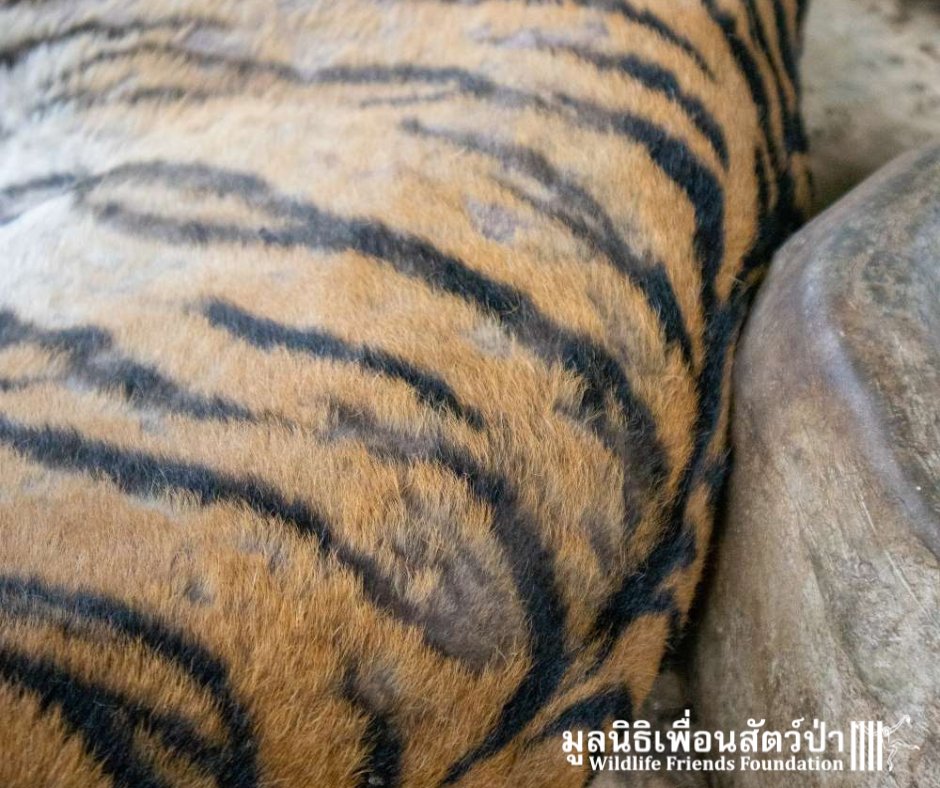 Wildlife Friends Foundation Thailand tweet media