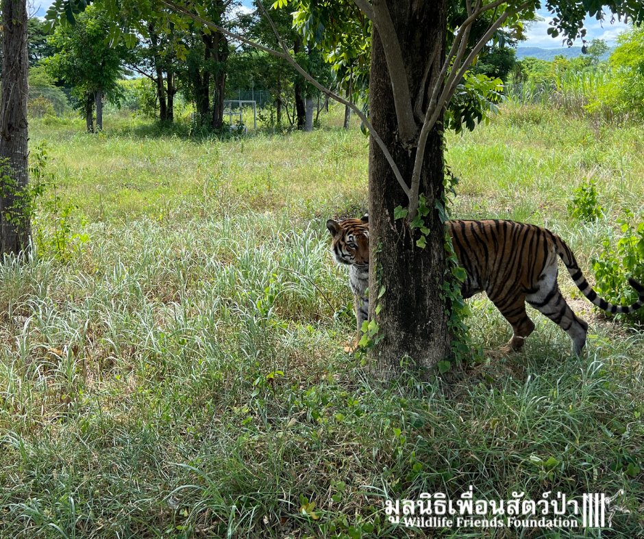Wildlife Friends Foundation Thailand tweet media