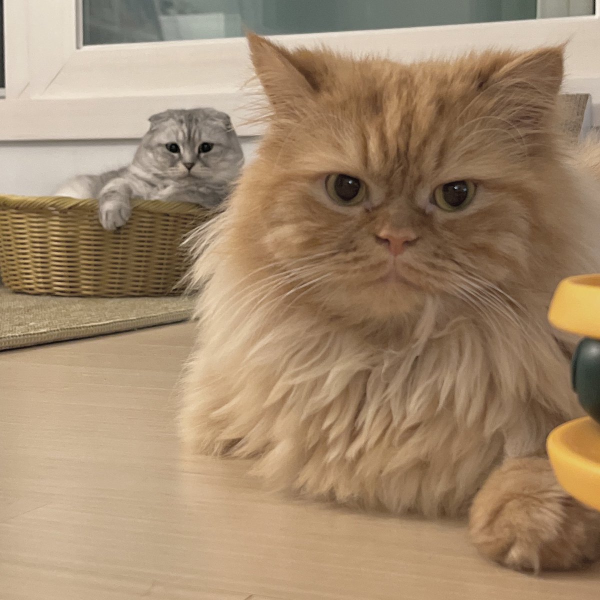 eastnorthmom's tweet photo. 지 터래기를 입에 물고잇으나
전혀 모르고 있다는 점.. https://t.co/AwcXAMOmQY