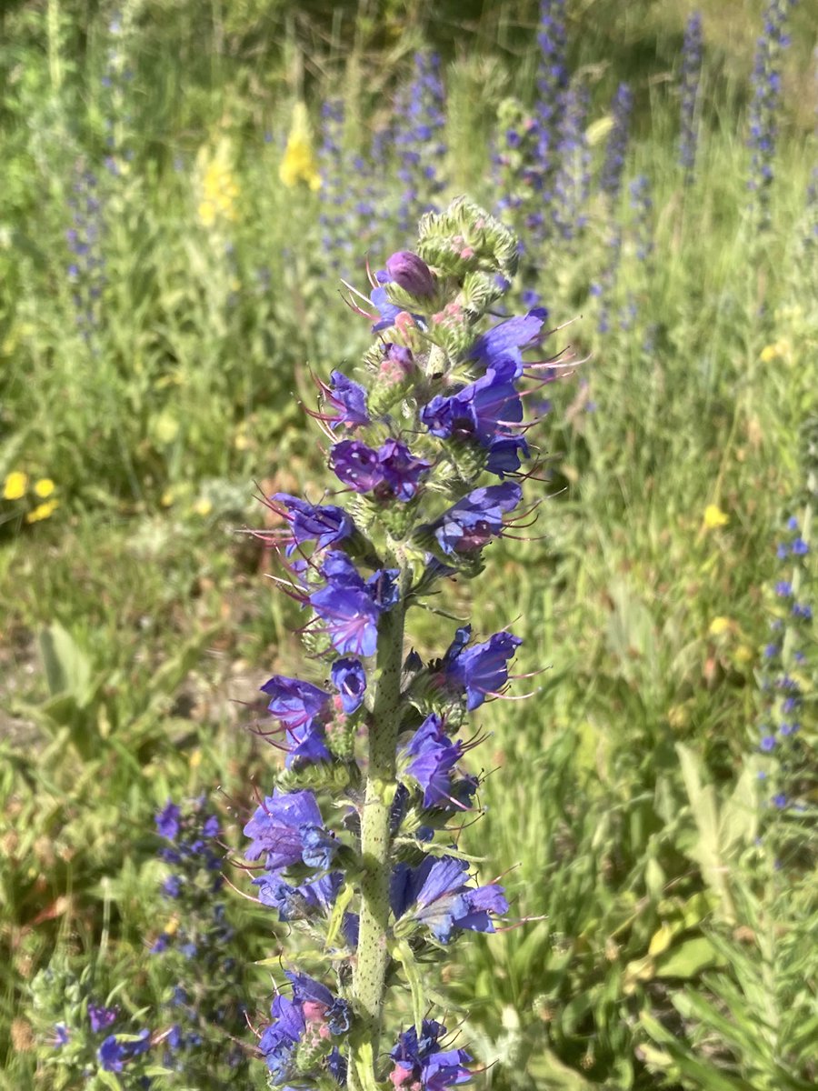 BoswachterFred's tweet photo. #slangenkruid in #vinetaduin en #vandixhoorndriehoek #regiokuststreek @ZHLandschap @FloraNederland https://t.co/kCGB32nZsK