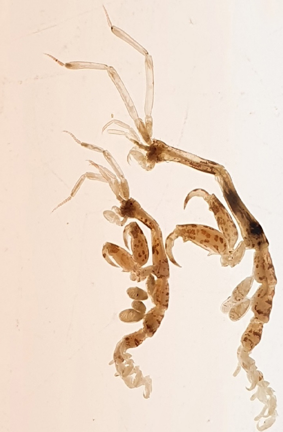 Allergenen tweet media