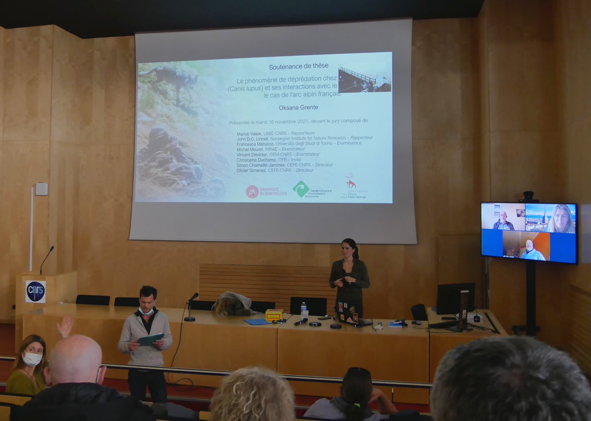 oksanagrente's tweet photo. La synthèse en 🇫🇷 des résultats de ma thèse sur les effets des tirs de loup 🐺🐑 est disponible ! 🥳

📄https://t.co/0krsCEYzjB

🙏à mon jury et mes directeurs 🤩 

👀la soutenance :  https://t.co/BkMQEjRAxK
🧐la thèse en 🇬🇧 (bientôt en 🇫🇷) : https://t.co/FNM9OtL3Ah https://t.co/XsRAvfNw1z