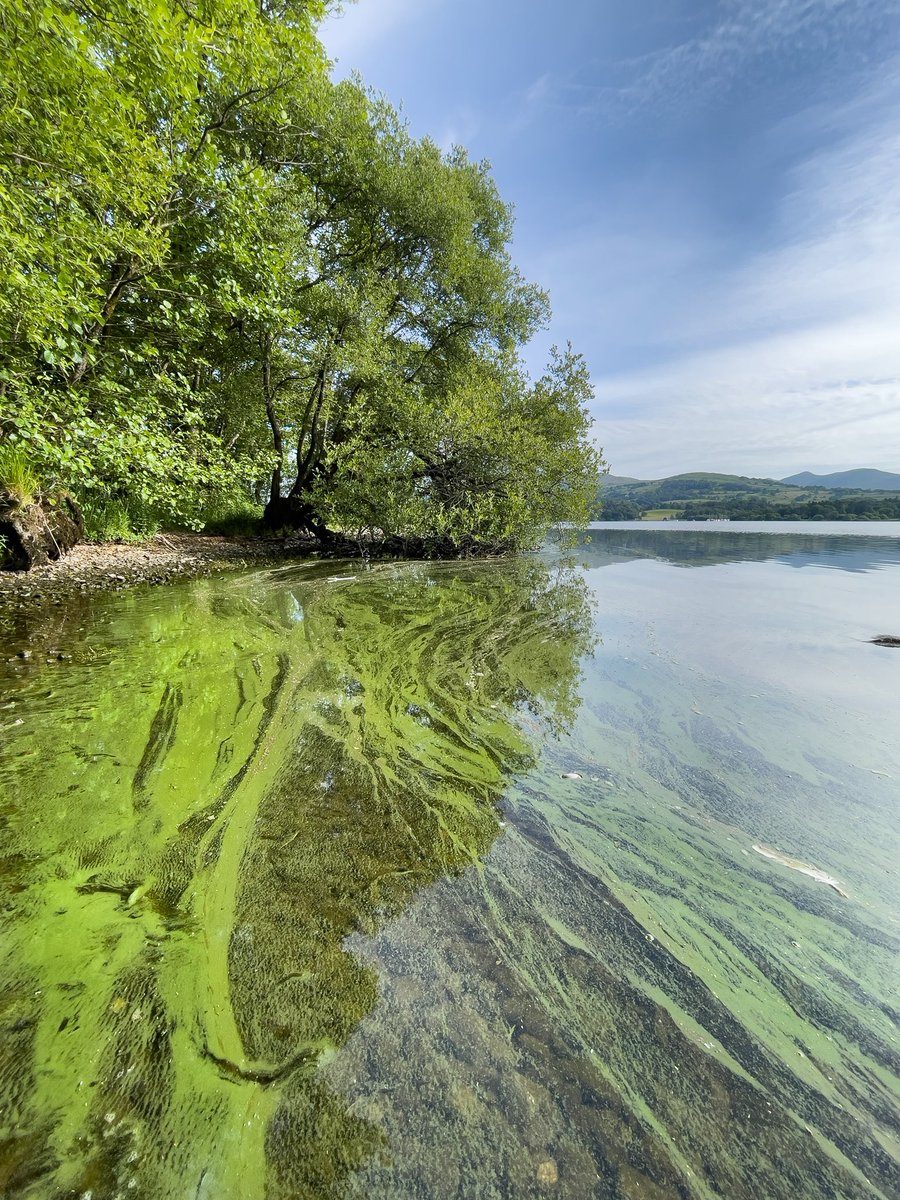 MattStaniek's tweet photo. ⛔️ NEW PETITION TO SAVE WINDERMERE ⛔️

I am going to share with you images and videos from #Windermere over the last few weeks 

Windermere lake is DYING. 

I have spent a year learning what needs to be done to save it ⬇️ SIGN the NEW link and retweet.

https://t.co/MnscAi4v3M https://t.co/vh9kWh0wpI