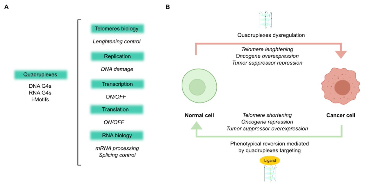 ✨Four-stranded nucleic acid structures (quadruplexes) display key regulatory functions in the human genome and are considered as anticancer targets. Please find the full text here👉mdpi.com/2072-6694/13/1…

👥by Victoria Sánchez Martín <a href="/VikySm/">Victoria Sánchez Martín</a>, Miguel Soriano, et al. <a href="/CanalUGR/">Universidad Granada</a>