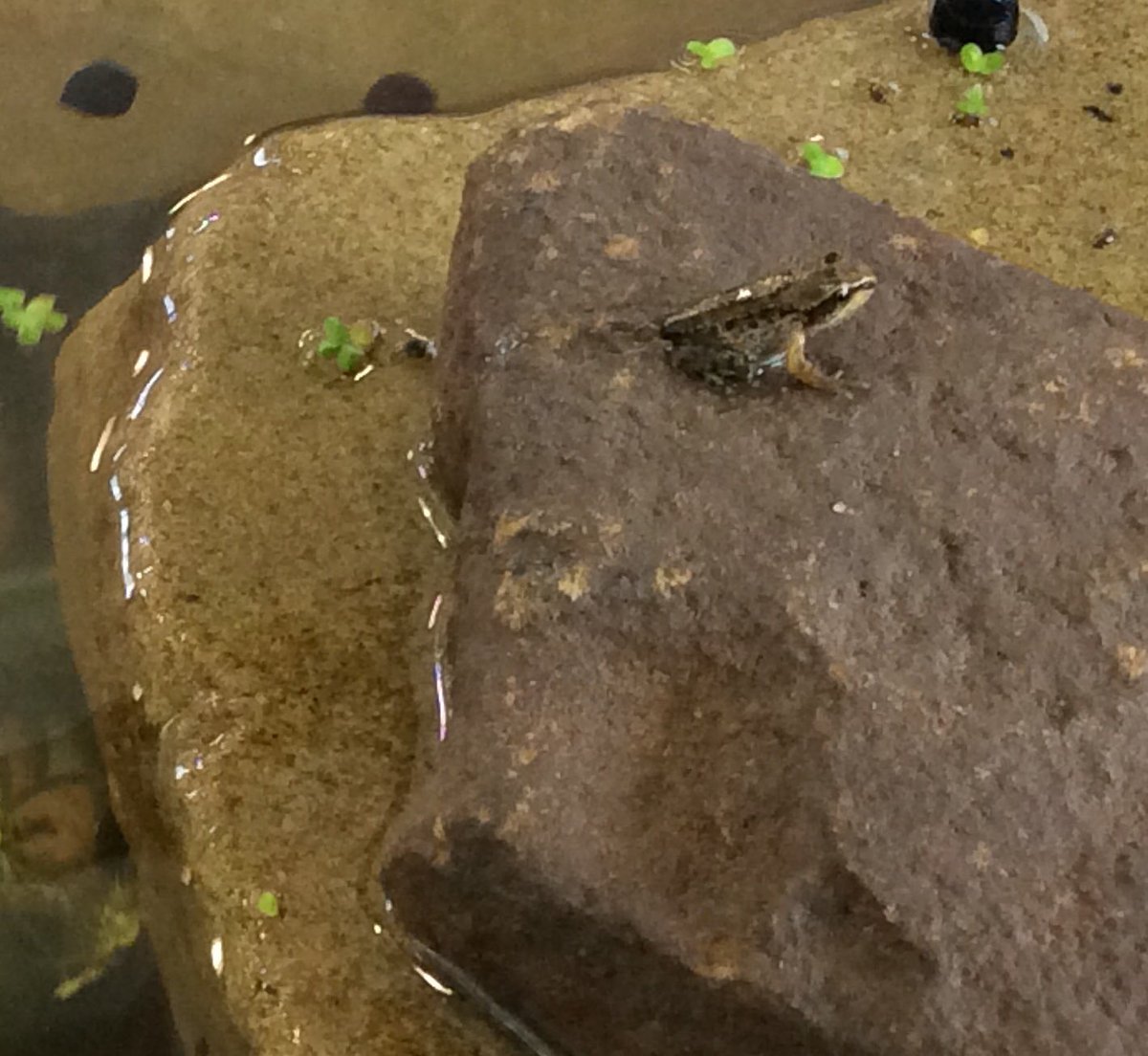 We have some wonderful news to share from Robins class!
This week our froglets transformed into tiny frogs!🐸🐸<a href="/Overthorpe_Acad/">Overthorpe C of E</a> <a href="/O_Early_Years/">Early Years</a> 🐸.#amazingnature.