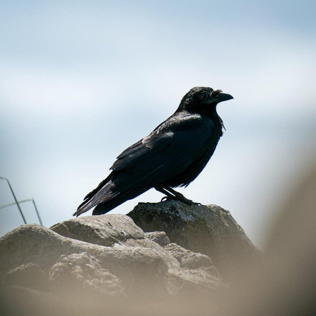 Posted @withregram • @beardybob77 #crow #corvid #lindisfarne #holyisland #berwick #birds #birdsofinstagram #crowsofinstagram #birdphotography #birdwatching #wildlife #sonya7rii #sony200600 #shotonsony #lenspimp