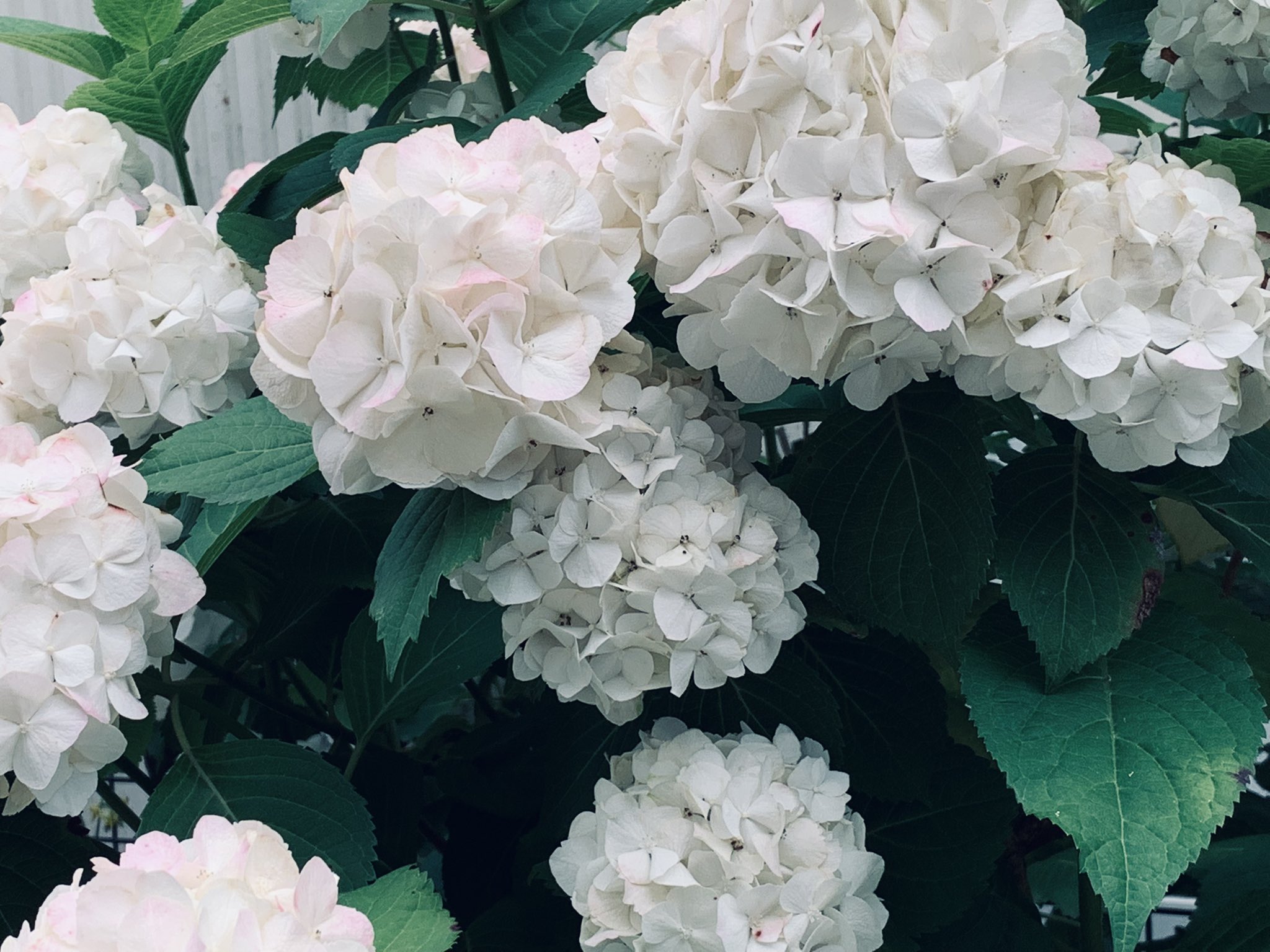 花の手仕事 Mieko Suzuki Flowerwrks Twitter