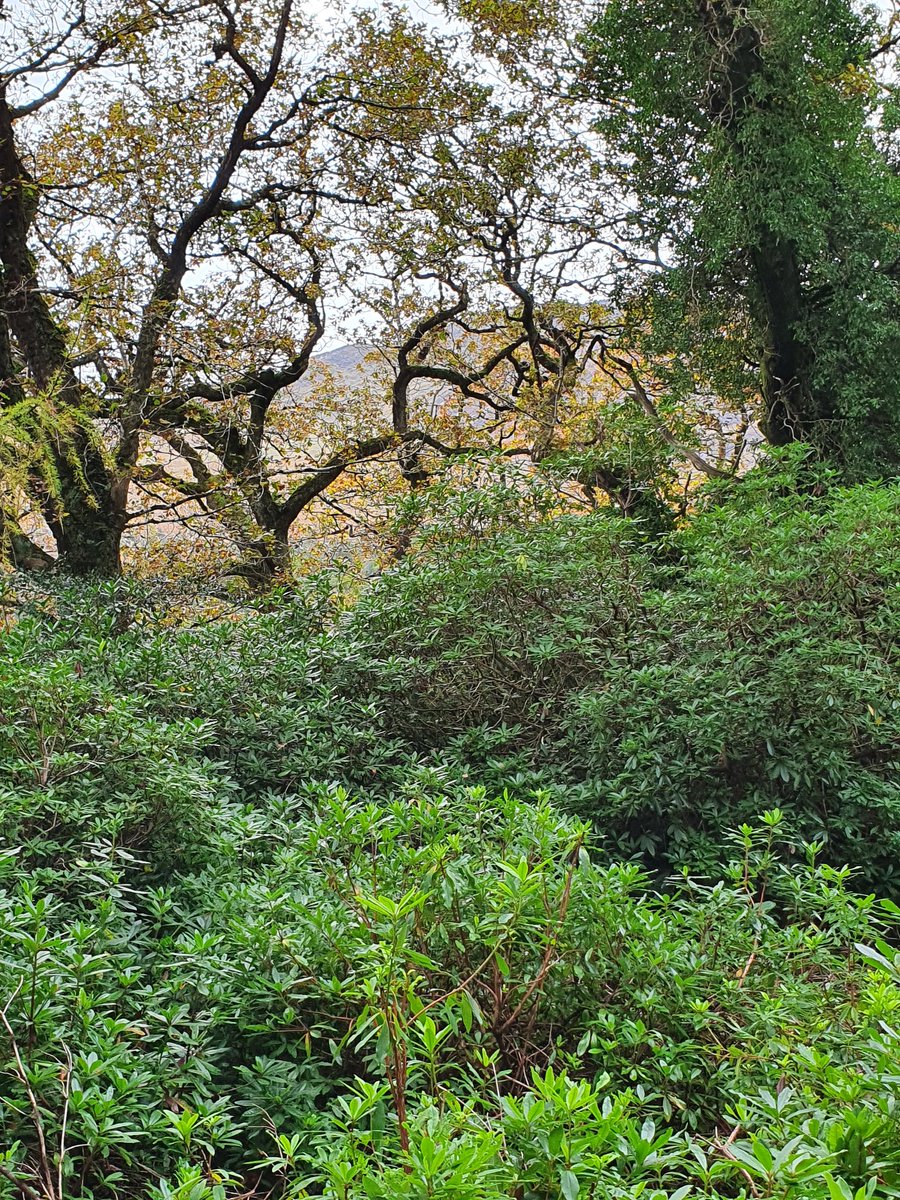 IrishRainforest's tweet photo. Well I've been called many things, but 'rhododendron assassin' is a first.

Introduced by man and highly invasive, rhodo is destroying many/most of the last vestiges of native rainforest we have left in Ireland. Should we just accept that as somehow 'natural', and do nothing? https://t.co/mZAfUWG4mP