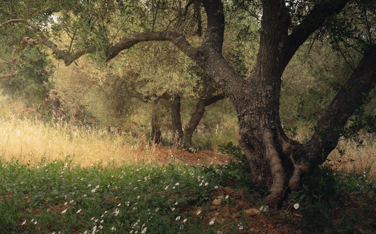 Olive - Greece/Crete 2022