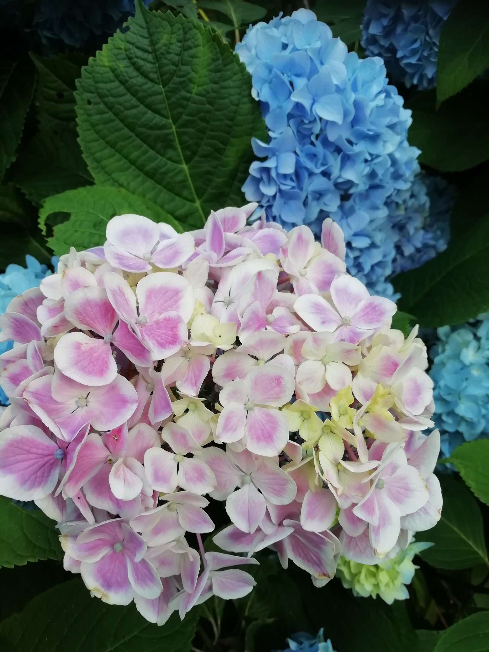 Mayumin 紫陽花日和 紫陽花 あじさい アジサイ 三河千鳥 まるで金平糖のような ババリア 滋賀の 紫陽花 T Co Bx68k4tyck Twitter