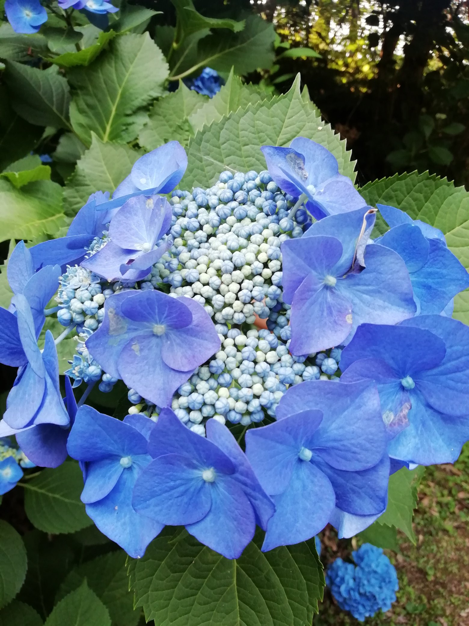 Mayumin 紫陽花日和 紫陽花 あじさい アジサイ 三河千鳥 まるで金平糖のような ババリア 滋賀の 紫陽花 T Co Bx68k4tyck Twitter