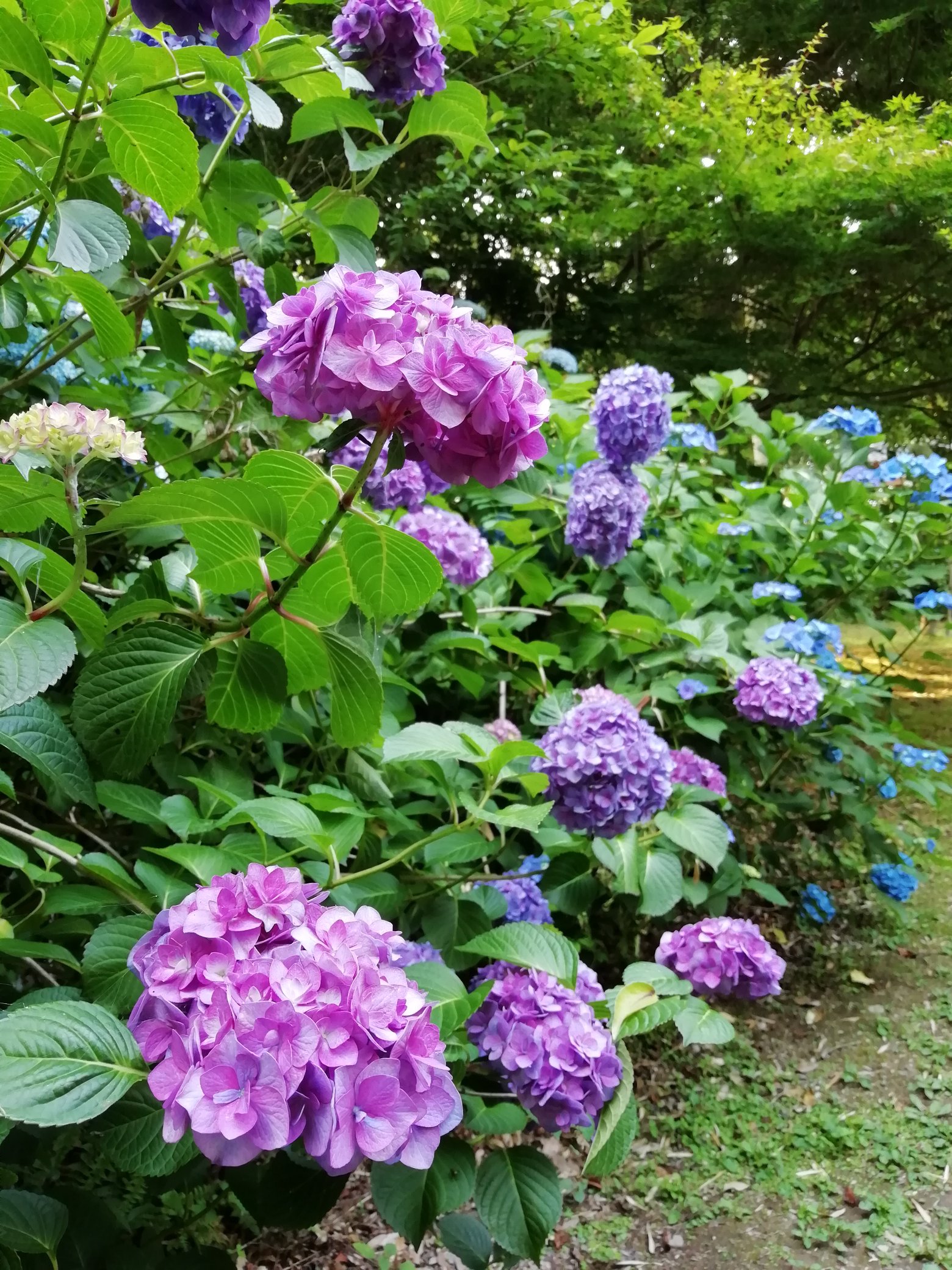 Mayumin 紫陽花日和 紫陽花 あじさい アジサイ 三河千鳥 まるで金平糖のような ババリア 滋賀の 紫陽花 T Co Bx68k4tyck Twitter