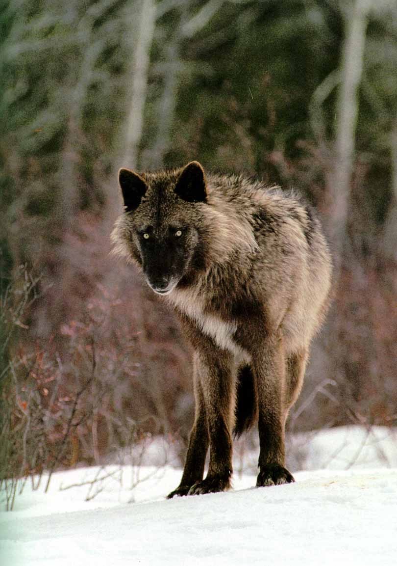 HourlyWolves presents: