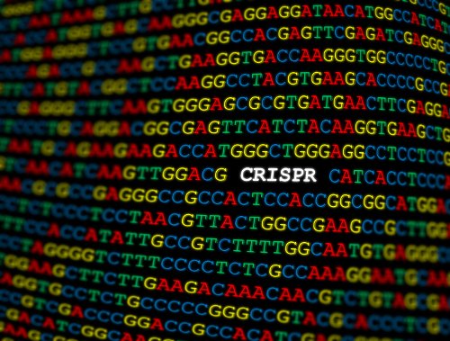 GeneTherapy_SN's tweet photo. Online @CellCellPress, the @WeissmanLab has created the first information-rich genotype-phenotype map by performing genome-scale #Perturb-seq platform targeting all expressed human genes. #GTInTheWorld
https://t.co/AT53MvCNgO
📸: ©iStock https://t.co/txnahFQCmg