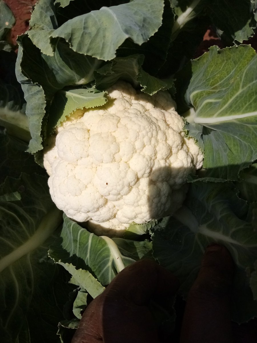 CSHEPKENYA's tweet image. The only flower i want😃
#organicfoods
#foodsafety
#igrowyourfood