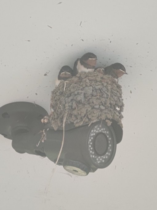 ツバメのtwitterイラスト検索結果