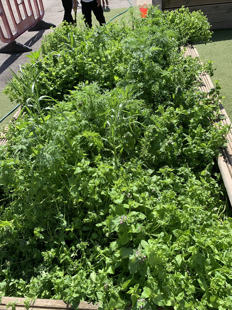 Errr, we were supposed to be watering the plants💦 Beautiful poppies, an abundance of potatoes and wildflowers about to bloom!
🤞for the🍓🍓 🍓 Thank you Alice 😊 #WoodhillGardeningClub