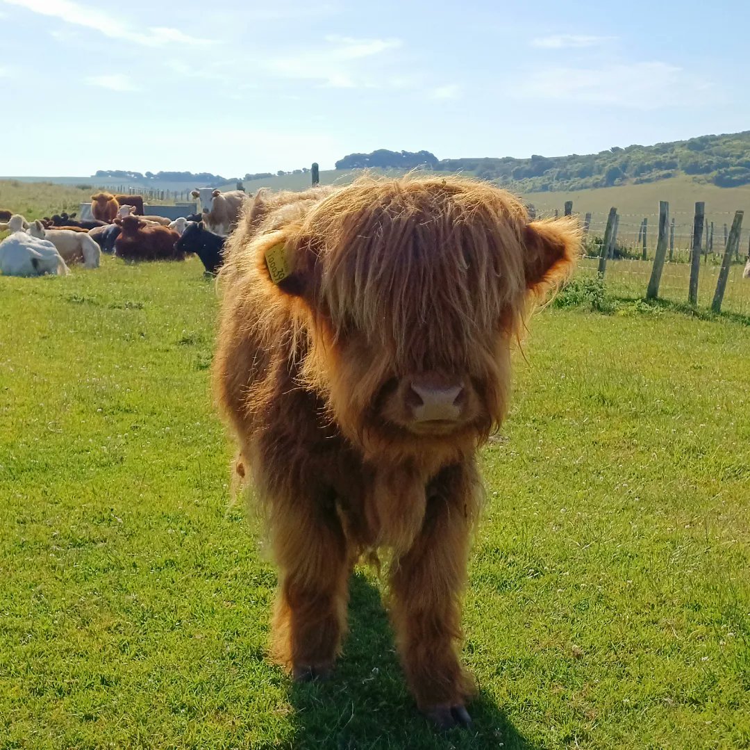 TTherapies's tweet photo. #motivationtorun👣👣👣
It's all about 'FLUFFY' 💚🐮💚
Sometimes it's not about the path you take, it's about who you meet on the way🙏🐮💚 The Highland Cow is the oldest registered breed of cattle in the world!
#RunLikeAGirl #RunHappy #highlandcattle #naturespath #trailrunning https://t.co/yW60oO9QF4