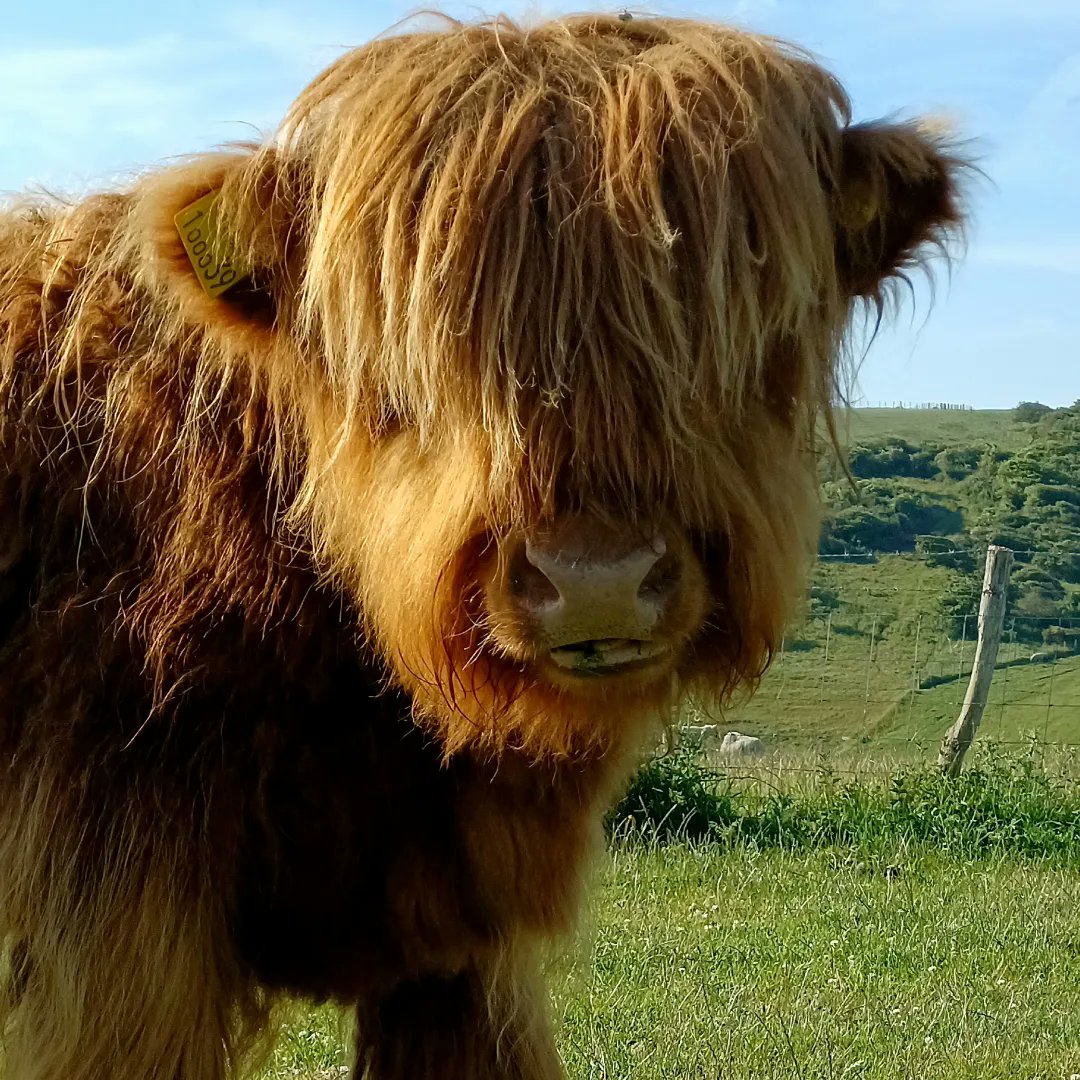 TTherapies's tweet photo. #motivationtorun👣👣👣
It's all about 'FLUFFY' 💚🐮💚
Sometimes it's not about the path you take, it's about who you meet on the way🙏🐮💚 The Highland Cow is the oldest registered breed of cattle in the world!
#RunLikeAGirl #RunHappy #highlandcattle #naturespath #trailrunning https://t.co/yW60oO9QF4