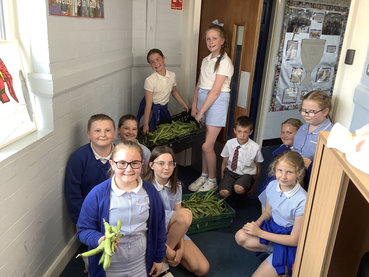 year1_STOL's tweet photo. Year 5 have been really busy in our edible garden! Today they picked green beans @year5_STOL https://t.co/H3N5aTLZsU