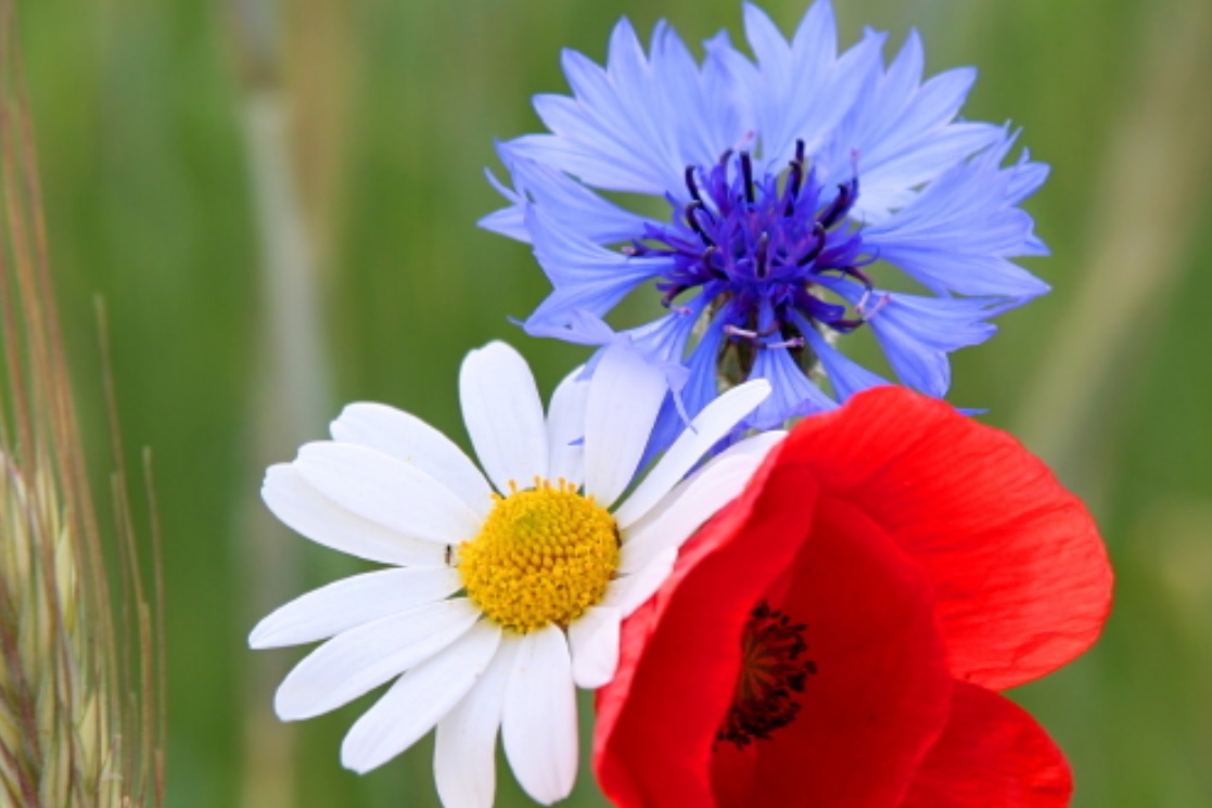 StratfordBloom's tweet photo. If you're working on your garden this weekend, check out our list of plant recommendations -  https://t.co/GCU2ZdcX0j, with a focus on red, white and blue 👑 https://t.co/l9RwPihxsU