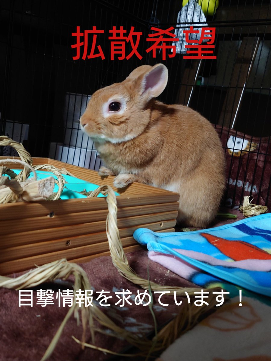 JSBLOVE0718's tweet photo. 今朝10分ぐらい目を離した隙に連れ去られました。
近所も探しましたが手がかりはありませんでした。自分で階段を降りていかないと道路にはいけないので、連れていかれたのだと思います。
目撃情報がありましたら教えて頂だきたいです🙏
ネザーランドドワーフ、男の子、ムギです！郡山市城清水付近です https://t.co/DBPqRcwO36