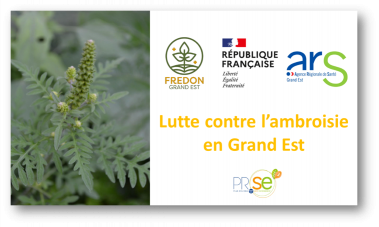 ars_grand_est's tweet photo. Lutte contre l’#ambroisie 🌿dans le #GrandEst les formations pour les acteurs de terrain mises en place par les #FREDON dans le cadre du plan d’action #PRSE3 ont déjà commencé en juin
Informations et modalités d’inscription 👇👇
https://t.co/xgZgIZdgXc https://t.co/zmWP8XqsBI