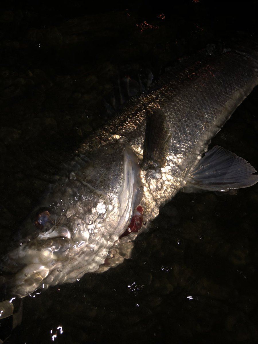 fishing0126's tweet photo. 久々のマル70ちょい
まさかのスレがかり😓
#シーバス　#リバーシーバス
#PDG       ＃ポジドラ
＃スキッドスライダー https://t.co/tUu7X7OdHI