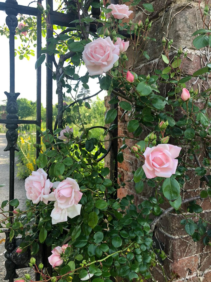 This summer, Berrington's walled garden is alive with colour, insects and greenery. 

It is the perfect spot to picnic or to just relax in the hammocks. 

You can find out more about the gardens here:
bit.ly/3Ond67e

#capabilitybrown #gardens #visitherefordshire