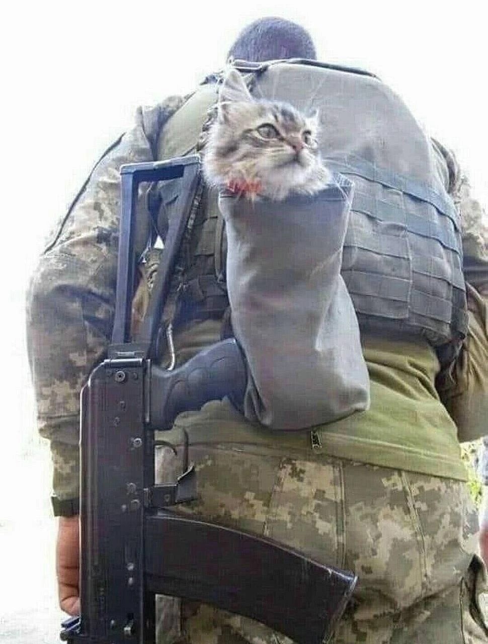 Тактический котенок