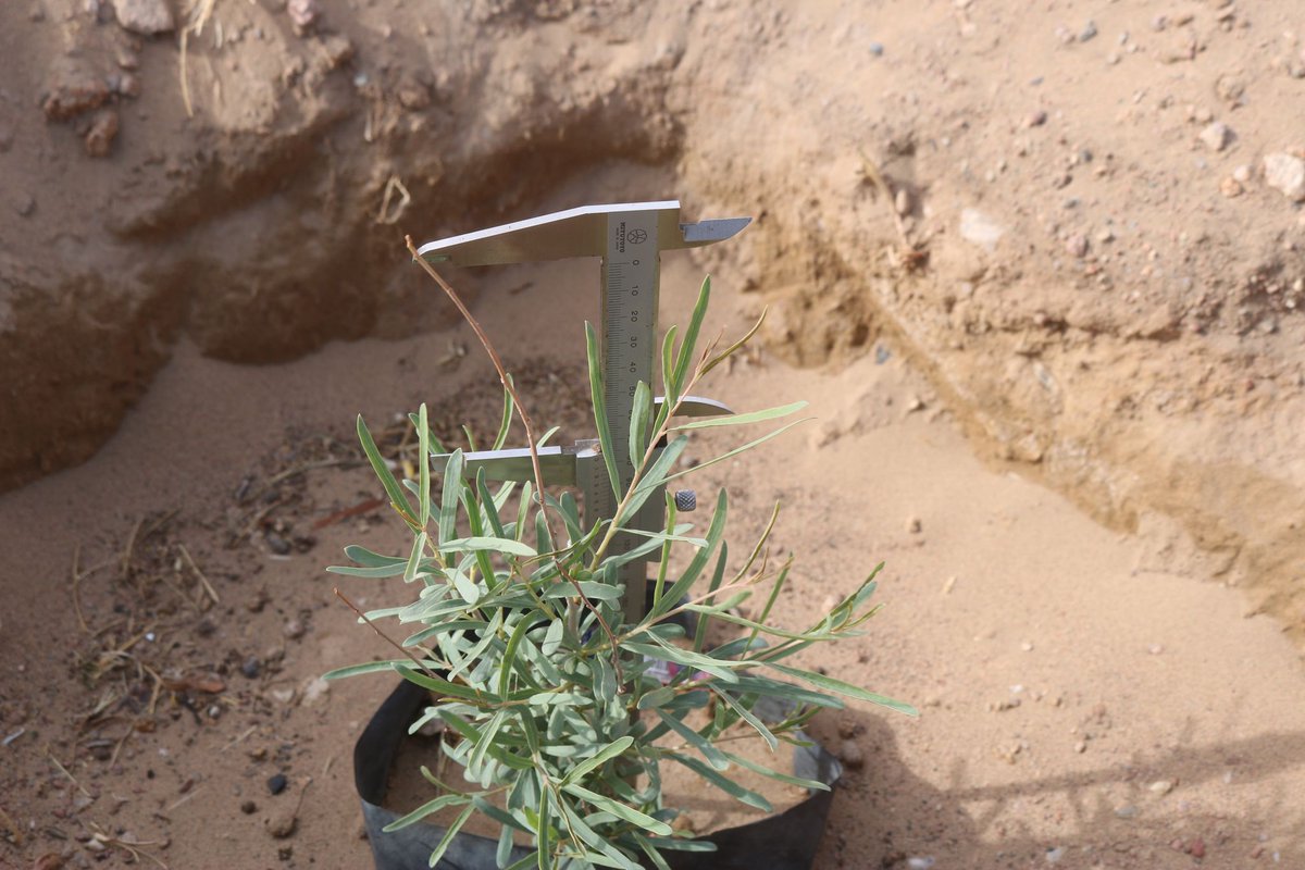 Ган цөлжилттэй тэмцэх дэлхийн өдөрт нэгэн сайн мэдээ. Говь-Алтай аймгийн Хөх Морьт сумд элсний нүүдлийг нүүдлийг сааруулах зорилгоор Алтайн харгана, жигд, агч, голт бор, хайлаасны нийт 1499 бортого, 8 төрлийн 5050 мод бутлаг ургамал үрслүүлсэн нь нахиалалт, соёололт жигд байна.